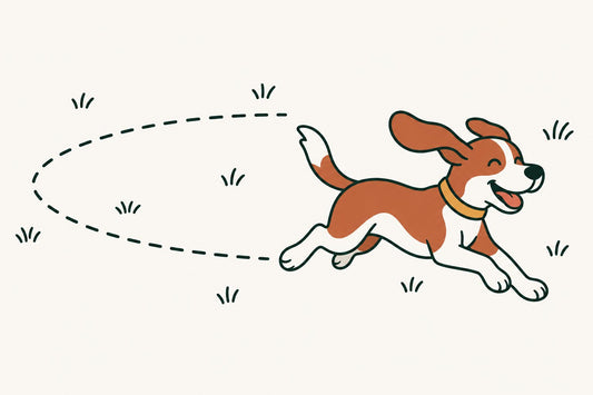 A dog running a fast loop around a living room