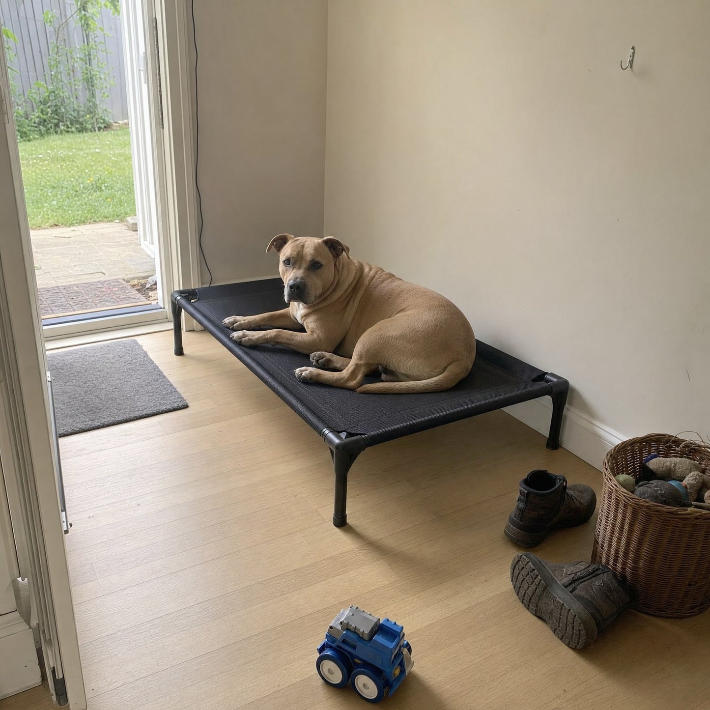 A dog on the cot in a hallway by the back door