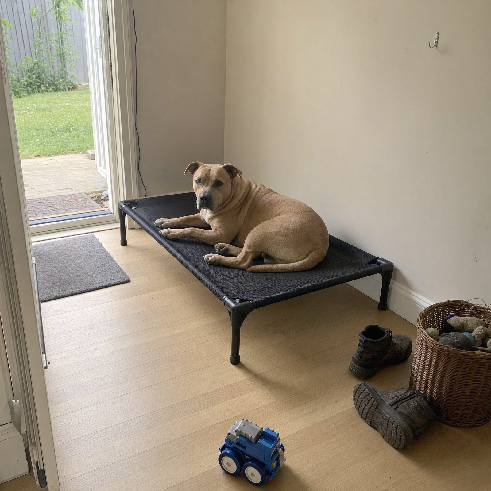 A dog on the cot in a hallway by the back door