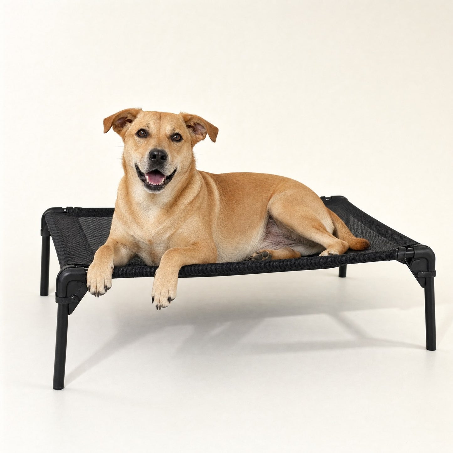 A dog on a folding raised cot, front paws over the edge