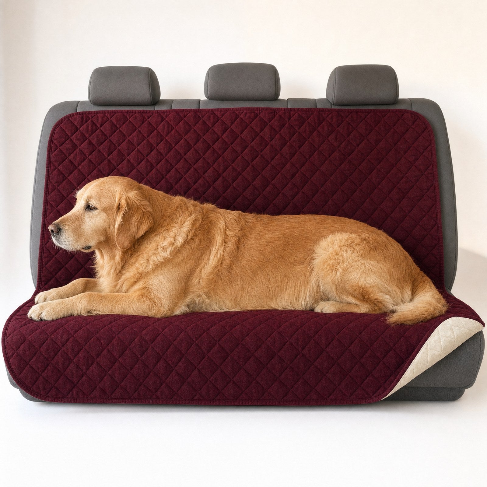 A golden retriever on the throw, showing its true size