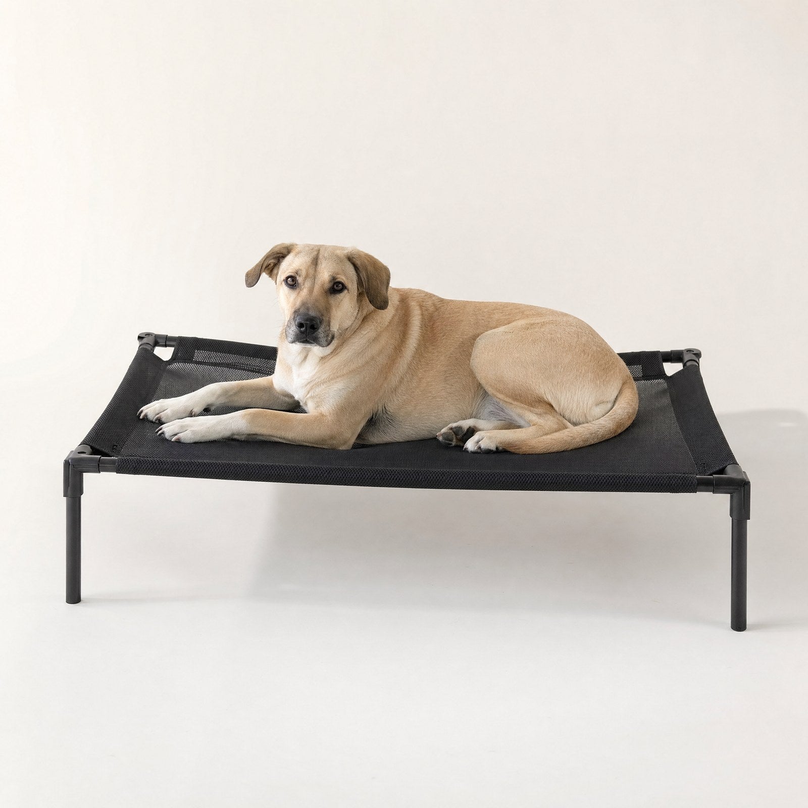 A dog lying on a raised mesh cot bed with air moving underneath