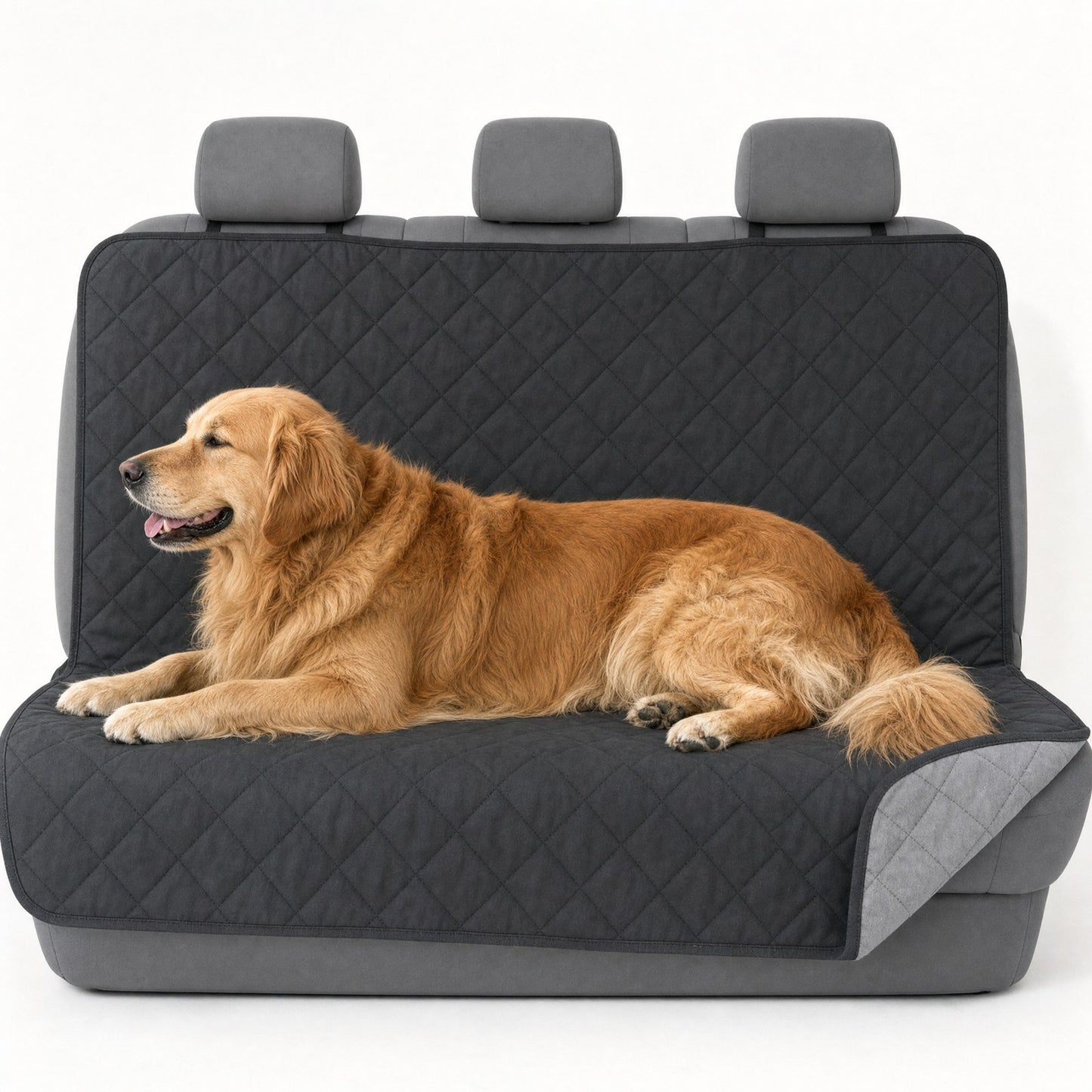 A golden retriever on the throw, showing its true size