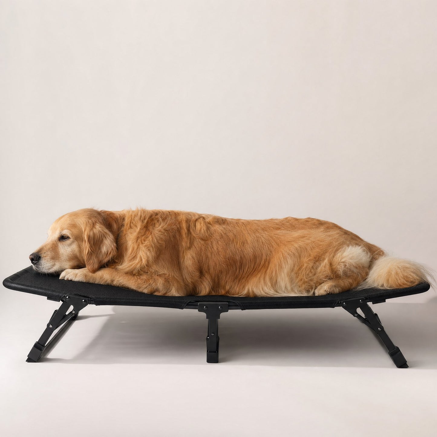 A golden retriever on the folding cot, showing its true size