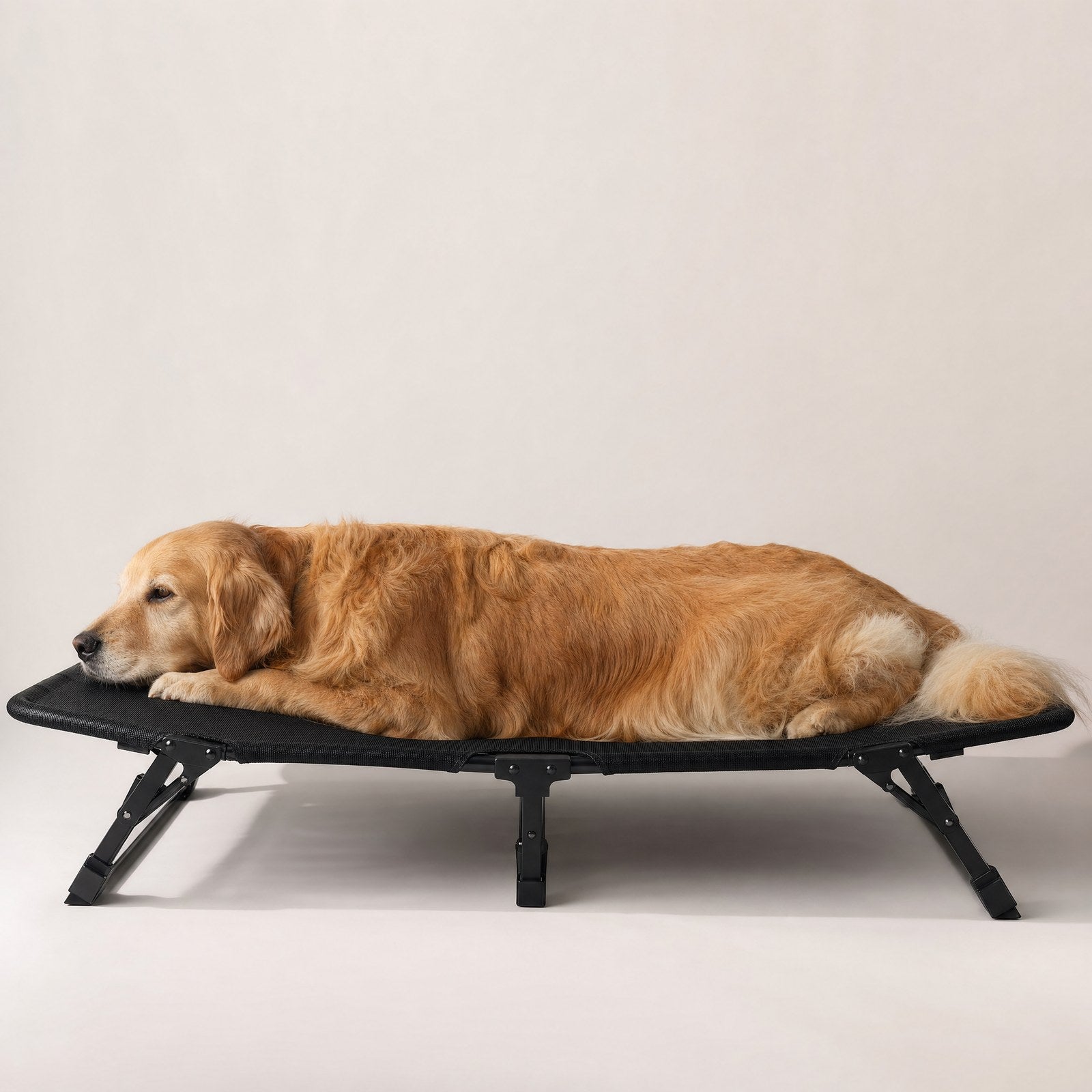 A golden retriever on the folding cot, showing its true size