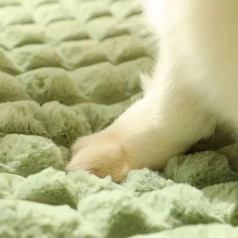 A foam dog bed, washable — supplier photograph 4 of 9