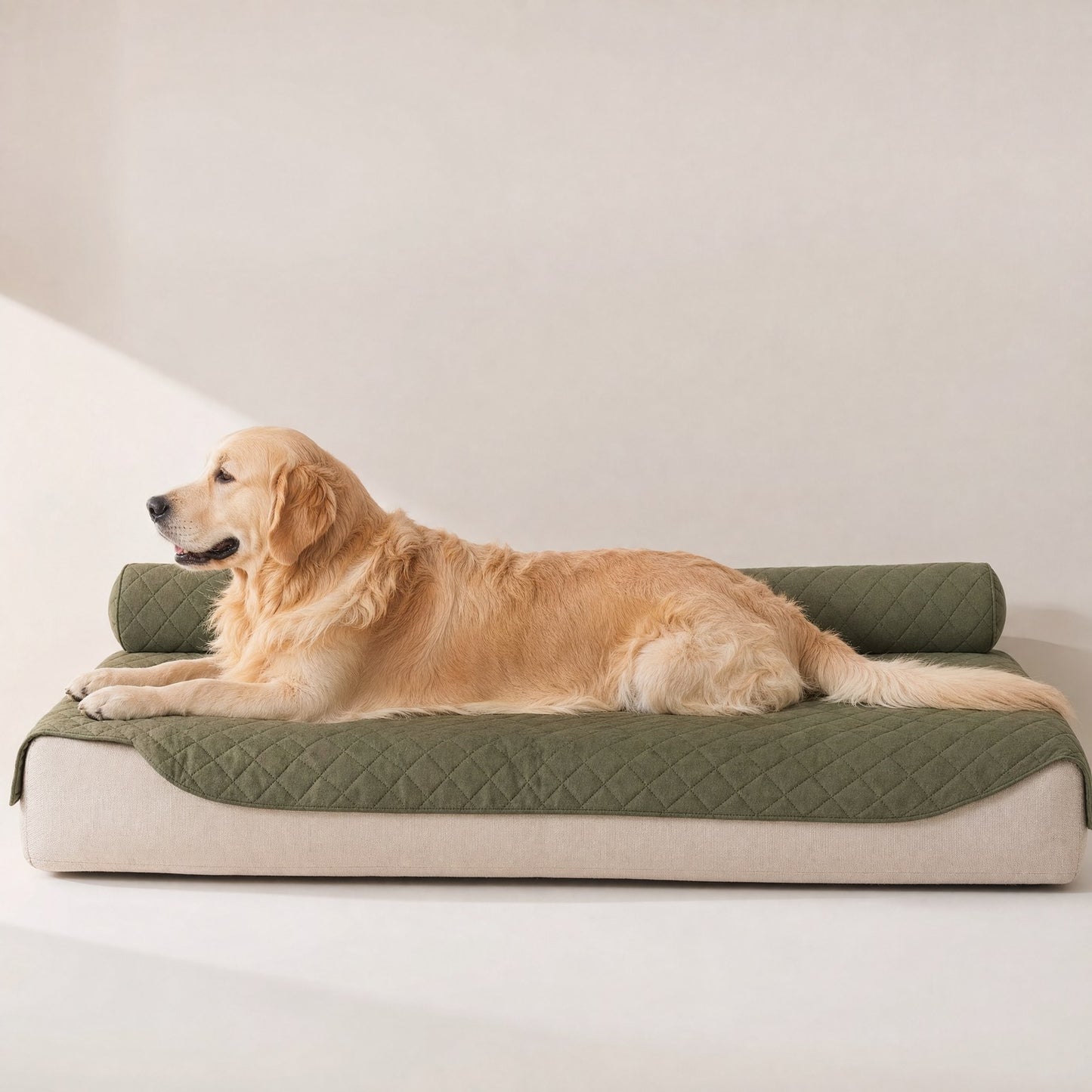 A golden retriever on the cover, showing its true size