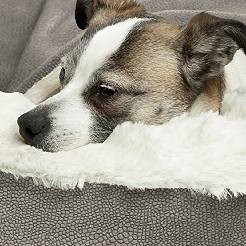 A foam dog bed — supplier photograph 3 of 10