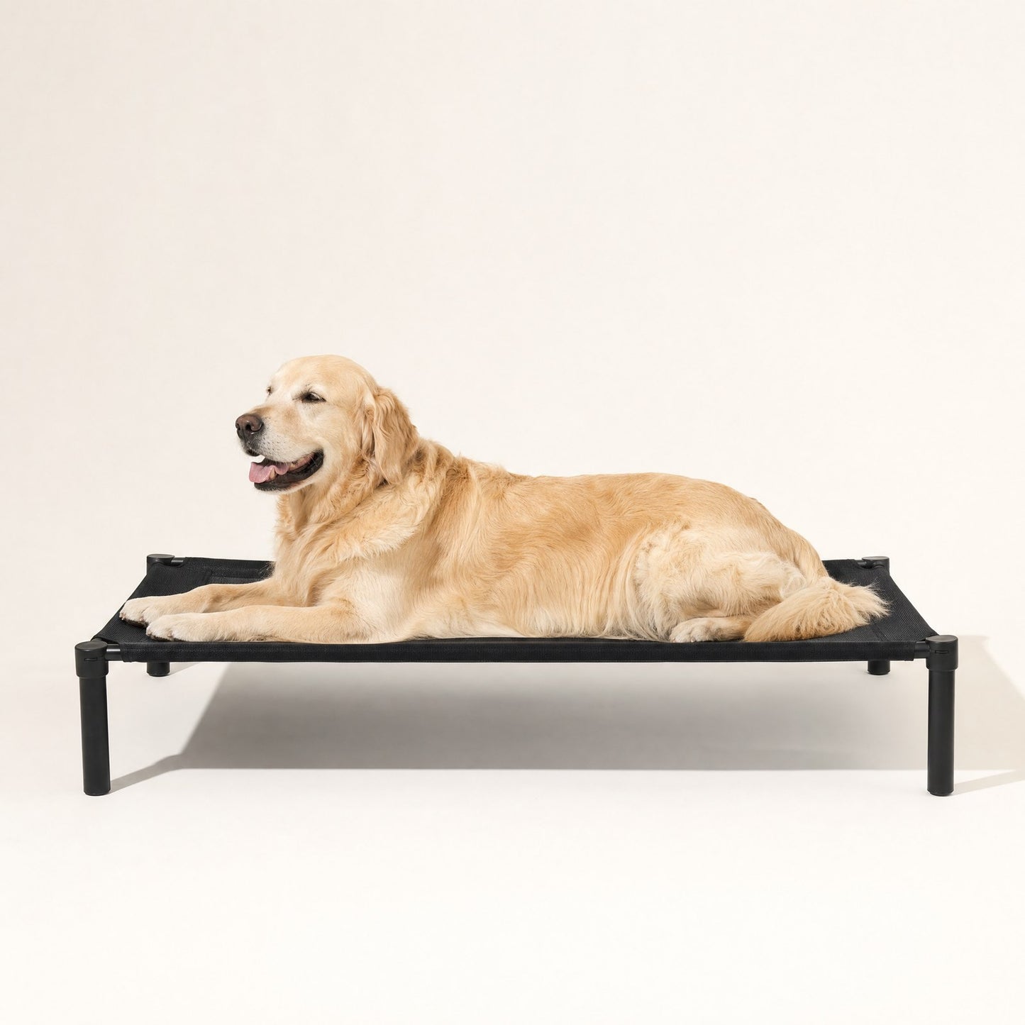 A golden retriever on the cot, showing its true size