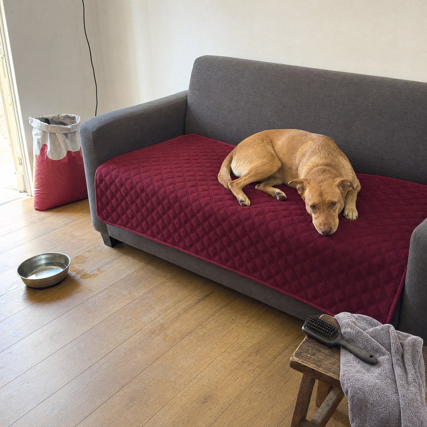 A dog on the throw spread across a sofa