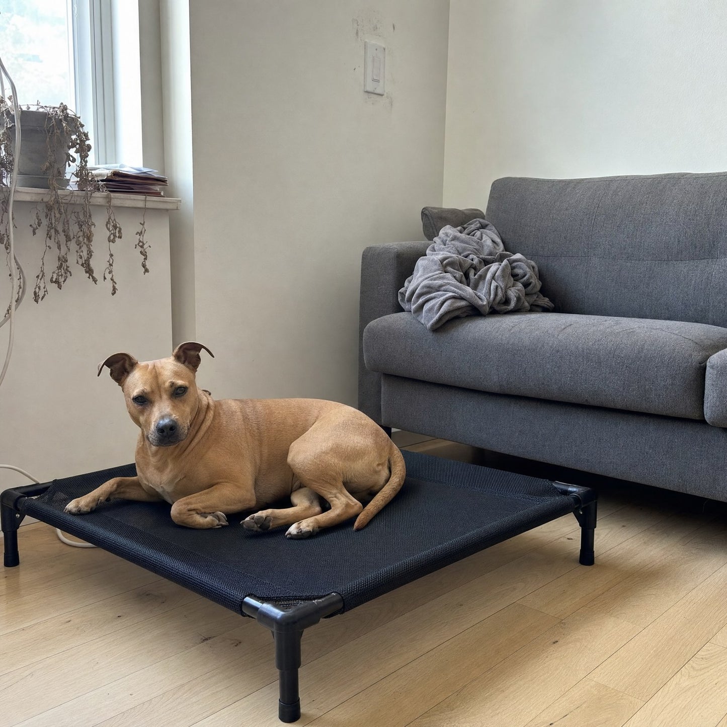 A dog on the folding cot beside a sofa in a living room