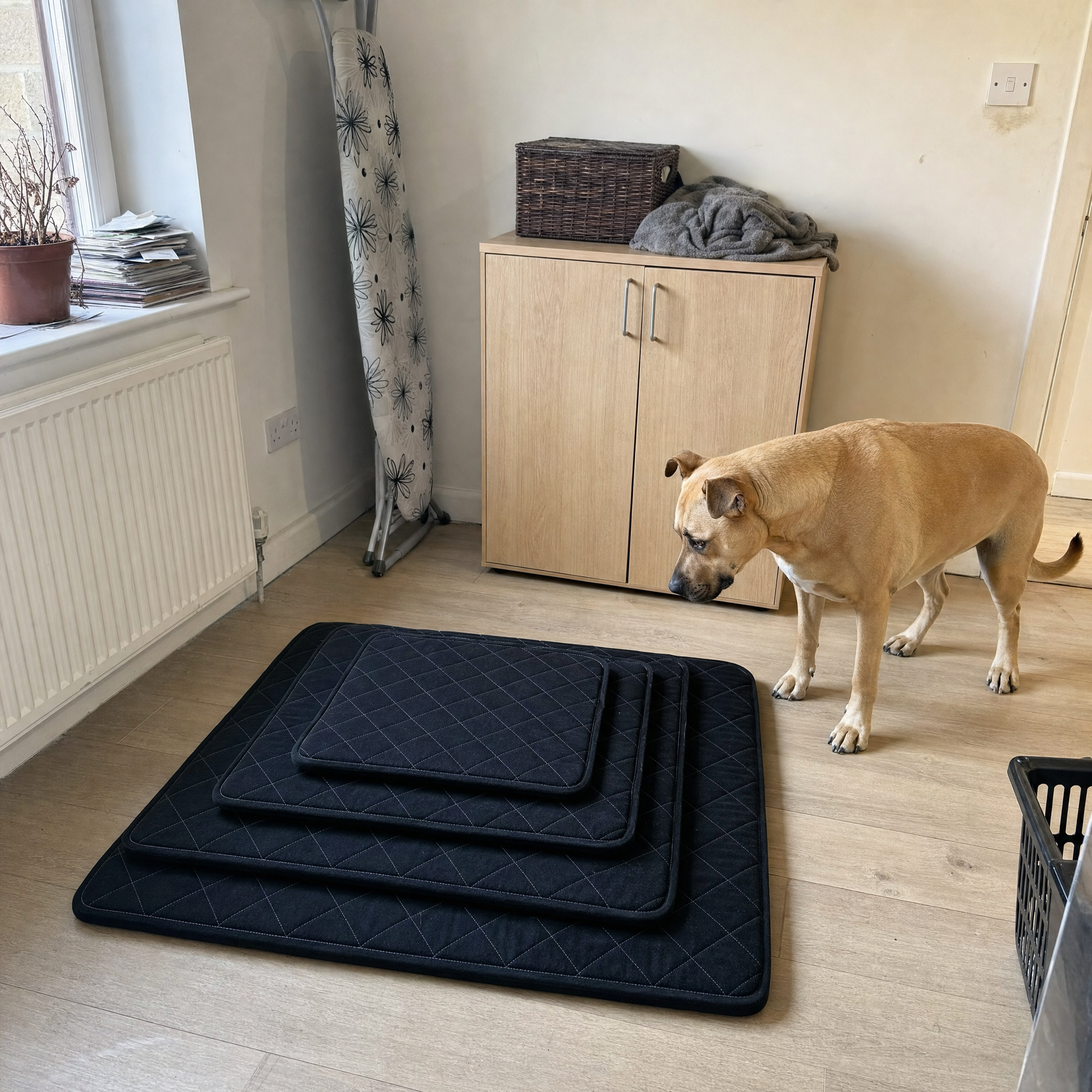 The four sizes stacked one on top of the other, with a dog beside them for scale