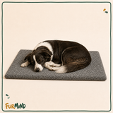Foam Dog Bed with Washable Cover